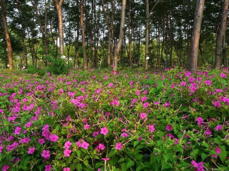五彩紫茉莉花种子混色地雷花种子籽阳台盆栽庭院围栏耐寒易活