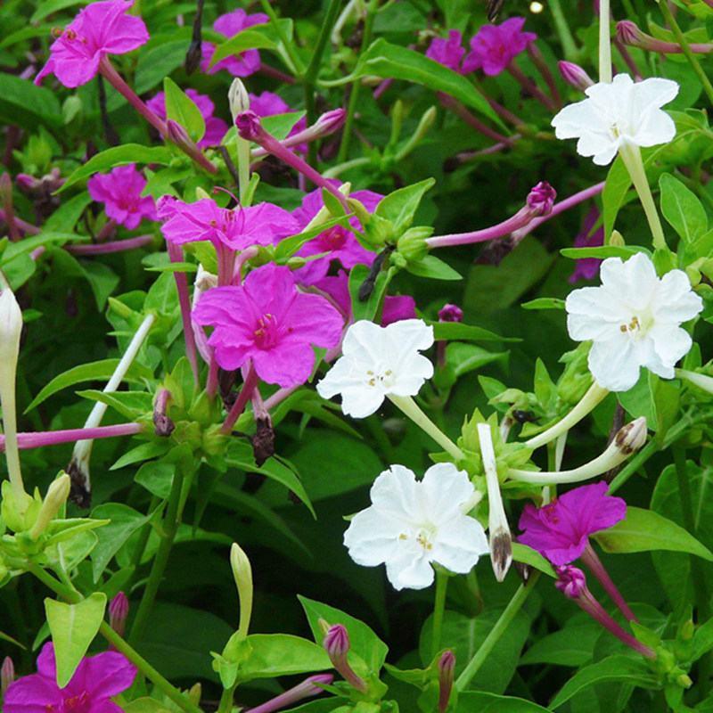 五彩紫茉莉花种子混色地雷花种子籽阳台盆栽庭院围栏耐寒易活