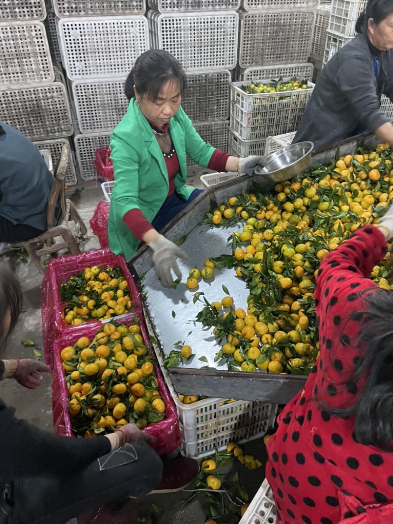 南丰蜜橘、贡桔，果面干净、口感纯甜，产地一手货源