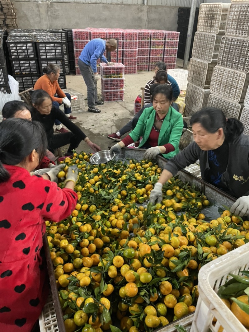 南丰蜜橘、贡桔，果面干净、口感纯甜，产地一手货源