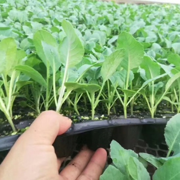 西兰花种苗优质种苗精心培育货源充足质量保证