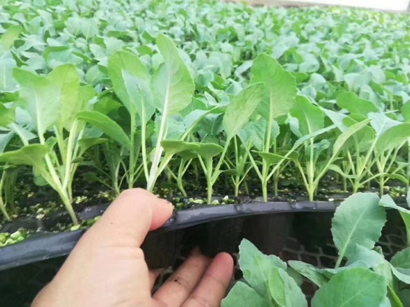 西兰花种苗优质种苗精心培育货源充足质量保证