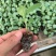 西兰花种苗优质种苗精心培育货源充足质量保证