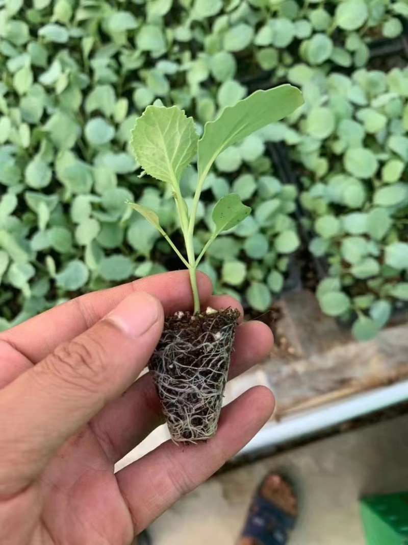 西兰花种苗优质种苗精心培育货源充足质量保证