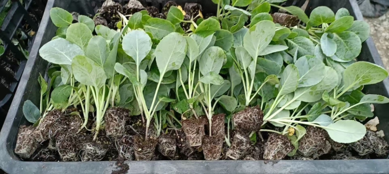 西兰花种苗优质种苗精心培育货源充足质量保证