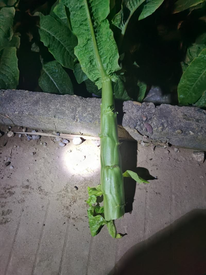 莴笋