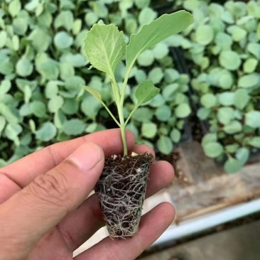 有机松花菜苗优质种苗精心培育成活率高的