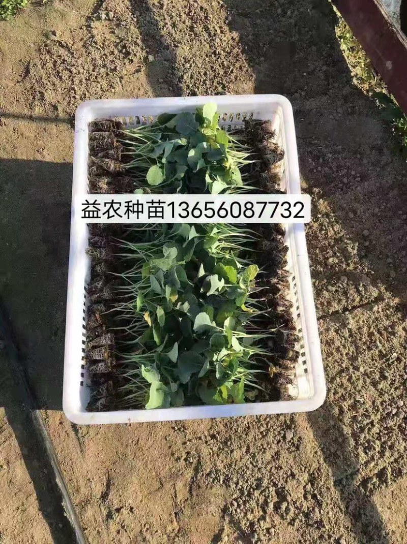 有机松花菜苗优质种苗精心培育成活率高的