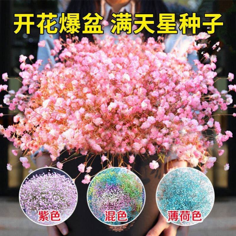 满天星花种籽子四季开花室外易活易种花籽花卉种子