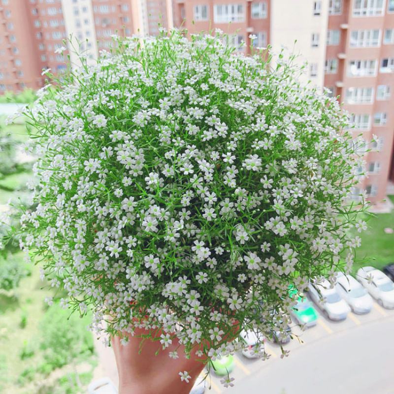 满天星花种籽子四季开花室外易活易种花籽花卉种子