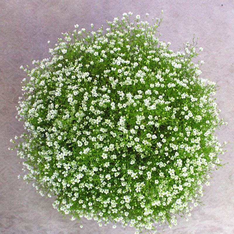 满天星花种籽子四季开花室外易活易种花籽花卉种子