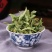 包邮实物拍摄贵州伸筋草包邮舒筋草野生中药材伸筋草茶