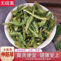 包邮实物拍摄贵州伸筋草包邮舒筋草野生中药材伸筋草茶