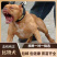 精品比特犬