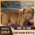 精品比特犬