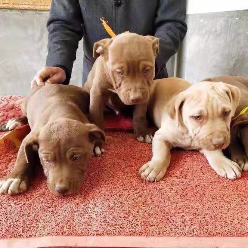 精品比特犬