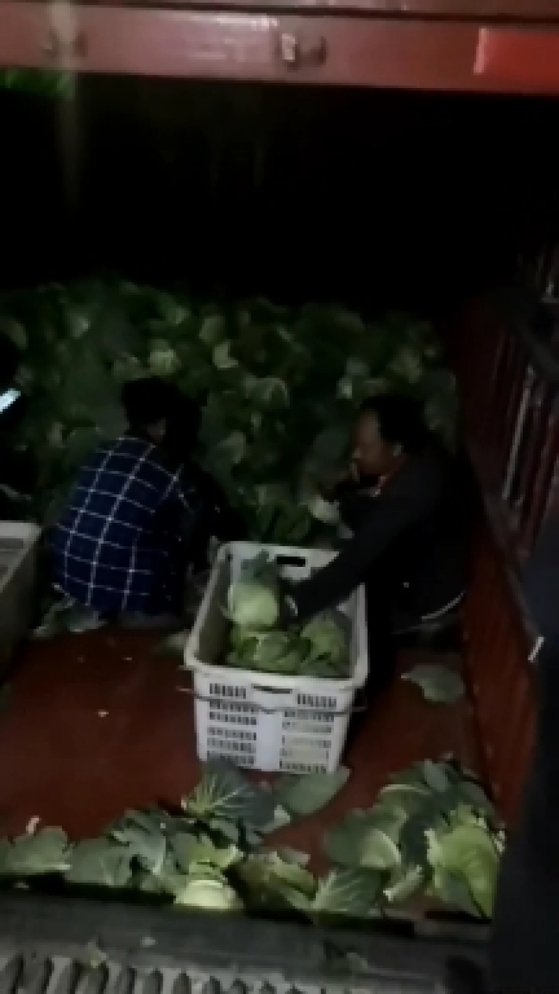 云南铁头包菜，小甘蓝，圆包莱，等