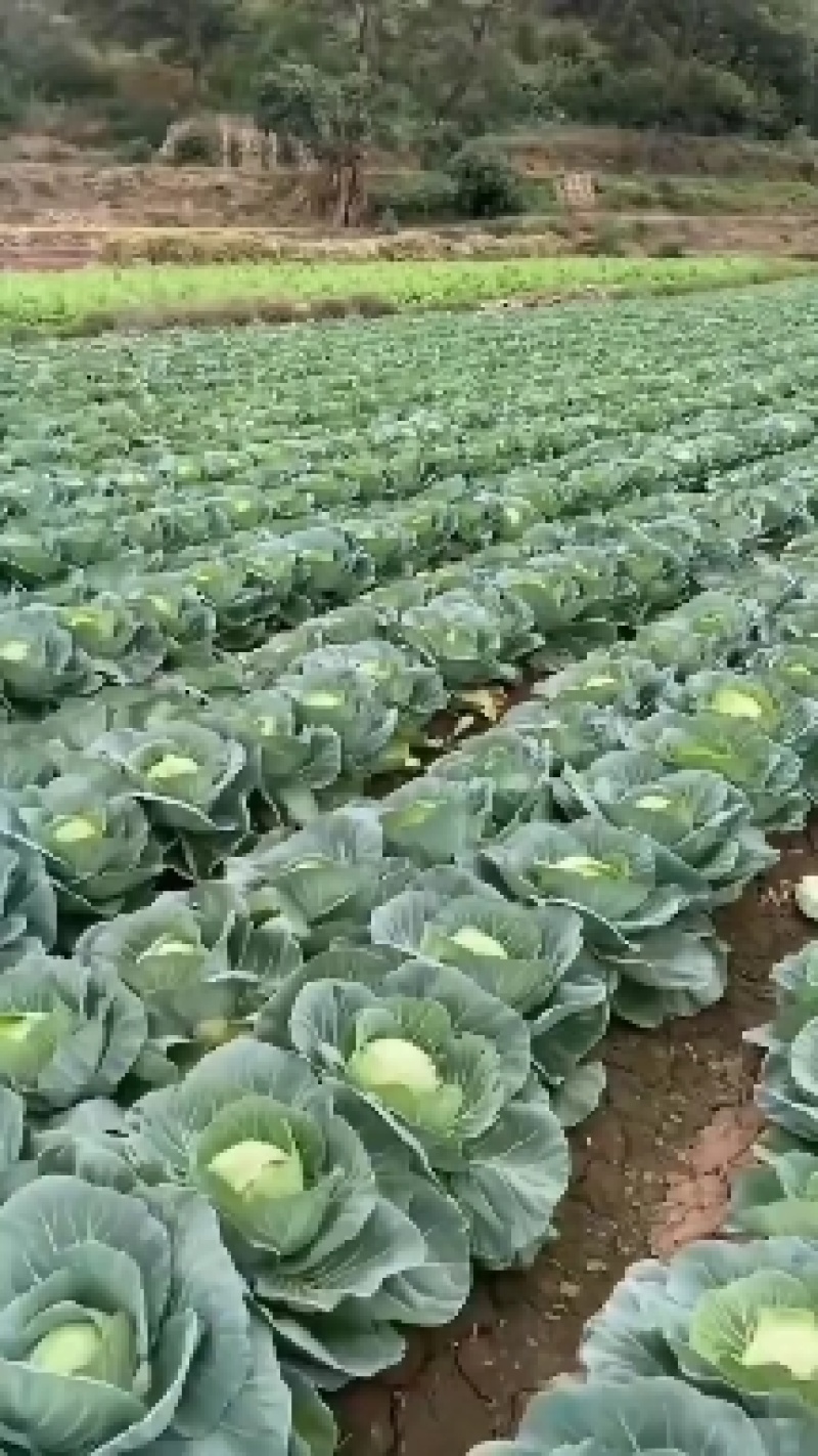 云南铁头包菜，小甘蓝，圆包莱，等
