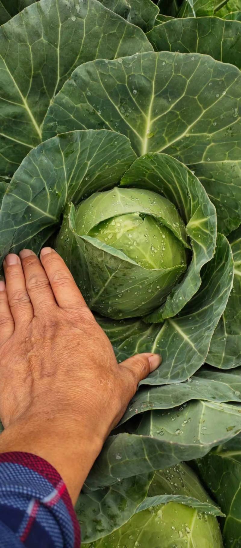 云南铁头包菜，小甘蓝，圆包莱，等