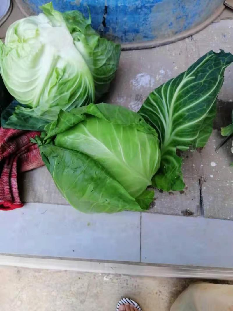 云南铁头包菜，小甘蓝，圆包莱，等
