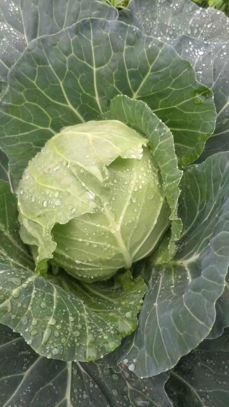 云南铁头包菜，小甘蓝，圆包莱，等