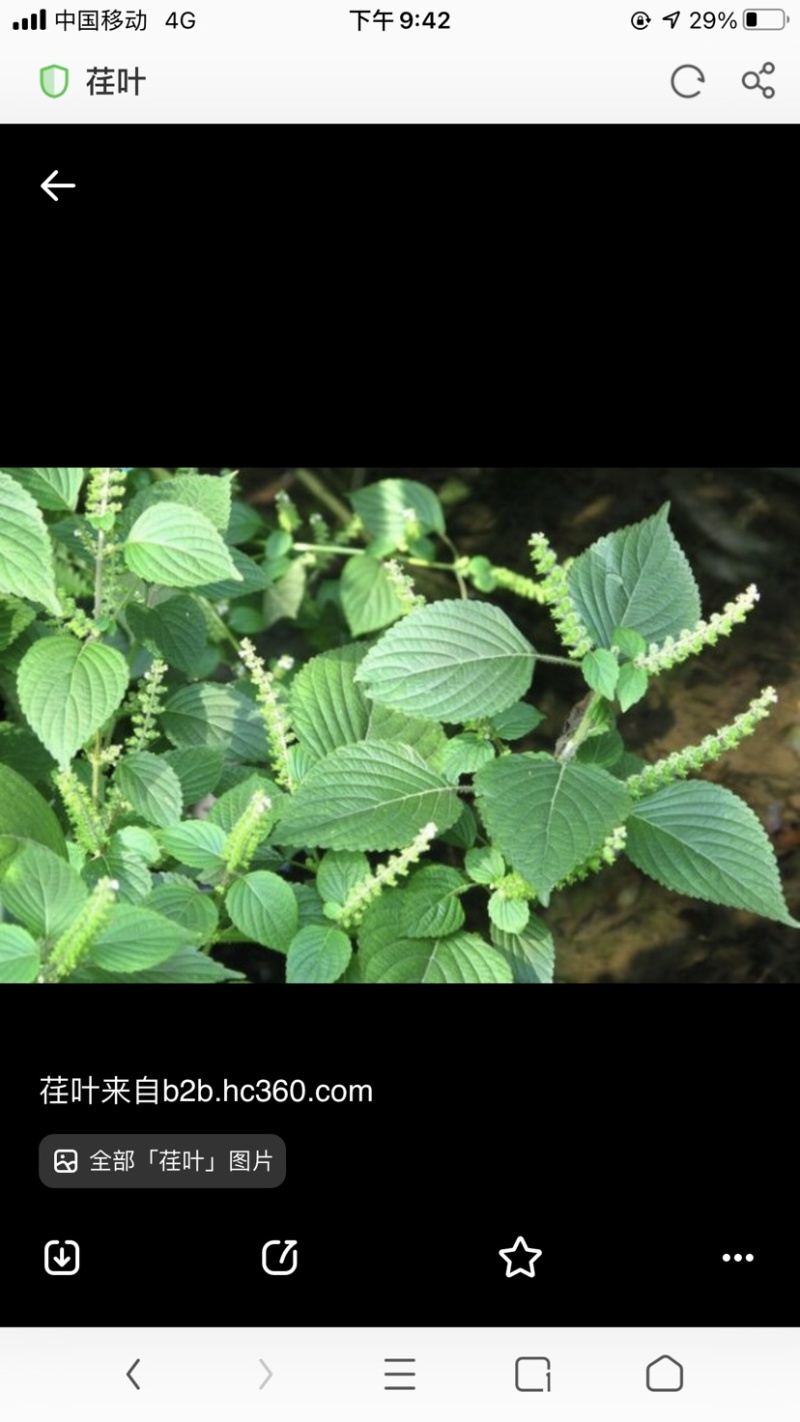 苏子叶，苏子甘肃特产