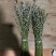 银柳年宵花大量批发上市，九个颜色