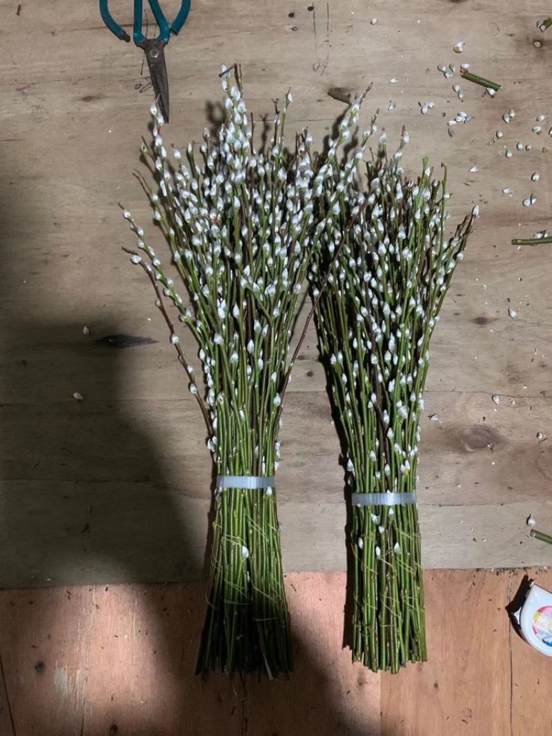 银柳年宵花大量批发上市，九个颜色