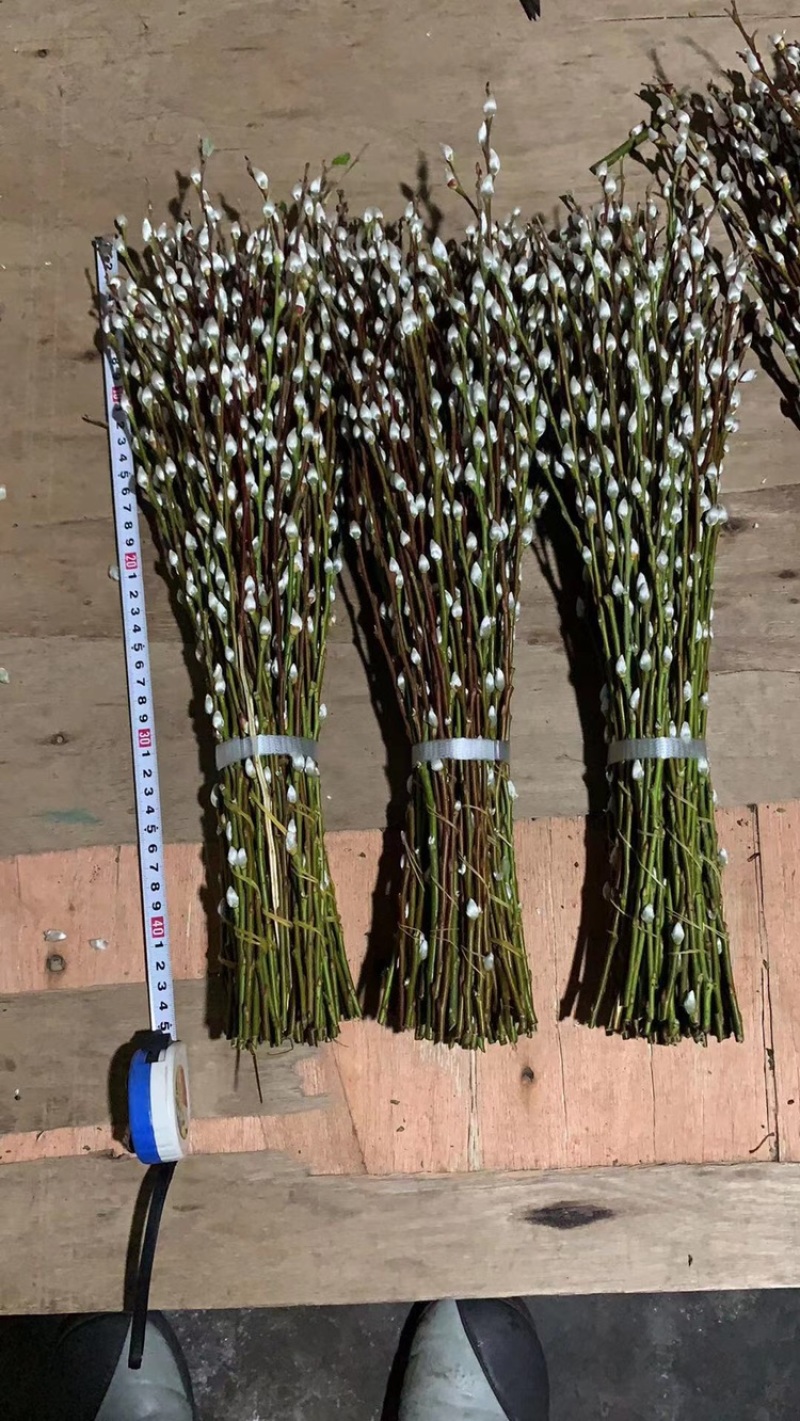 银柳年宵花大量批发上市，九个颜色