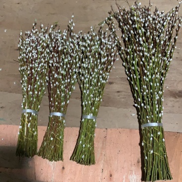 银柳年宵花大量批发上市，九个颜色
