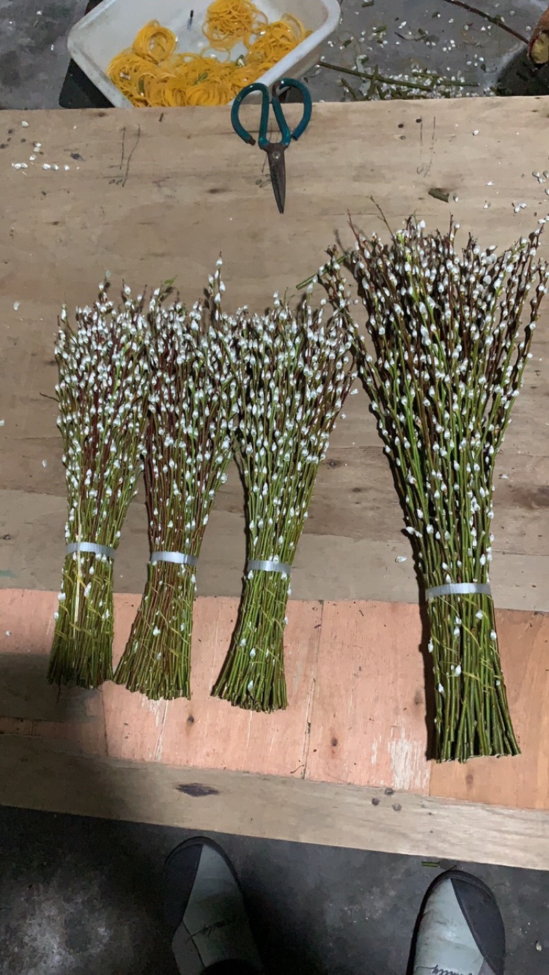 银柳年宵花大量批发上市，九个颜色