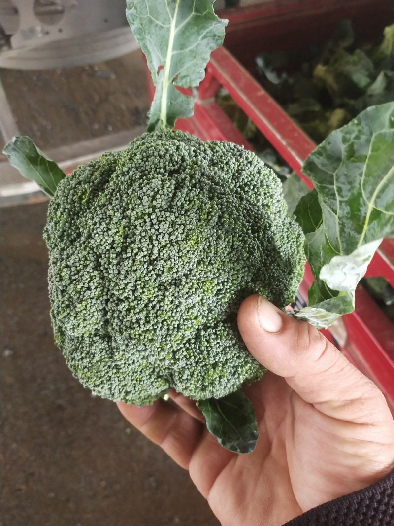 河南精品西蓝花，小米粒，保质保量，大量上货，货量充足