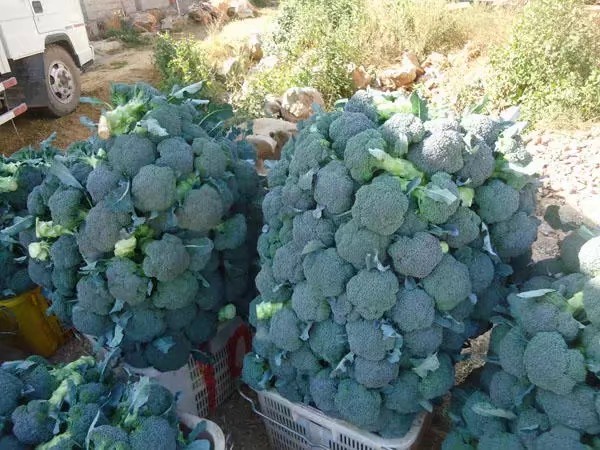 展示新鲜与变质西兰花的外观对比,包括颜色变化和霉斑情况 西兰花变质对比图