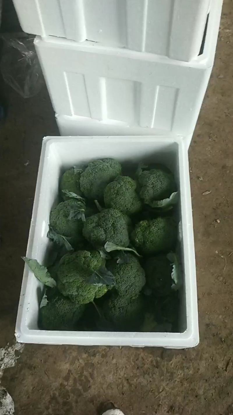 河南精品西蓝花，小米粒，保质保量，大量上货，货量充足