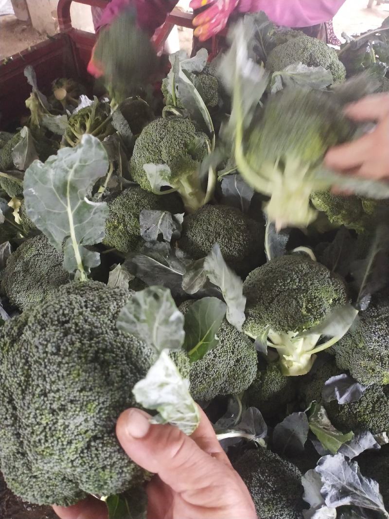河南精品西蓝花，小米粒，保质保量，大量上货，货量充足