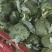 河南精品西蓝花，小米粒，保质保量，大量上货，货量充足
