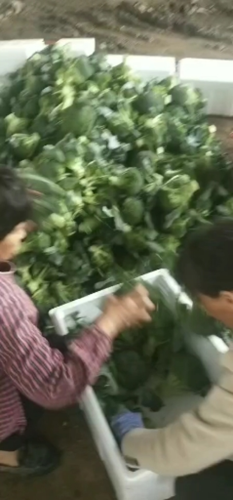 河南精品西蓝花，小米粒，保质保量，大量上货，货量充足