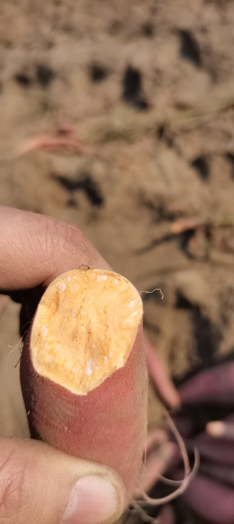 唐山烟薯紫皮红心