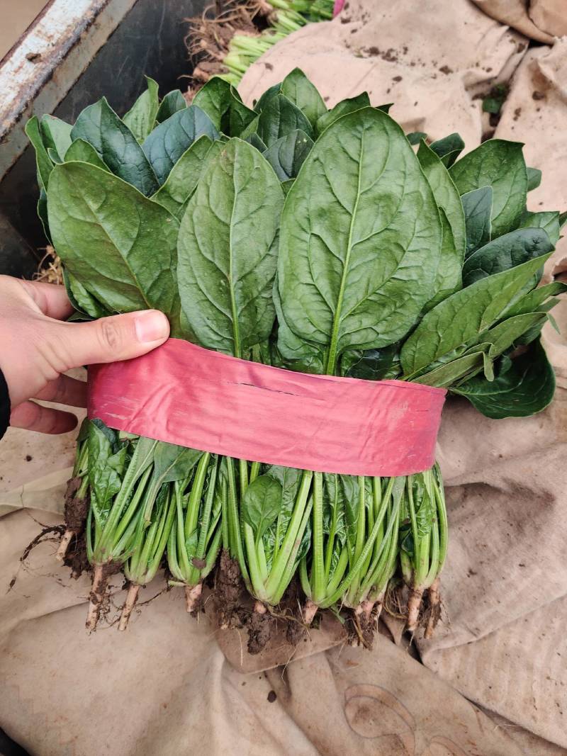 【有好货】大叶菠菜黑叶/圆叶红根精品现货高22-25公分批发