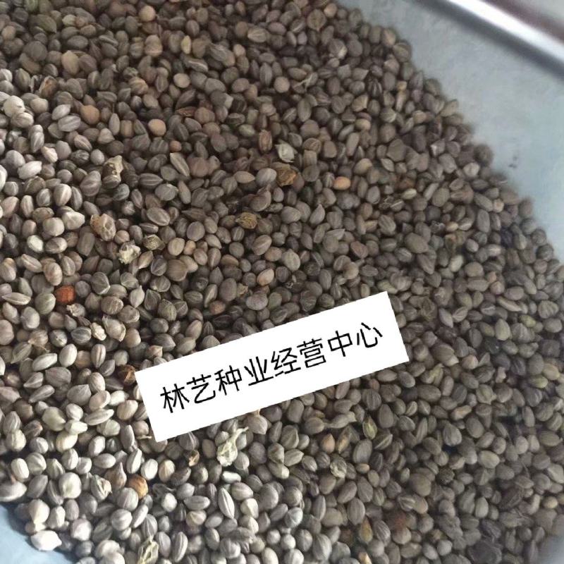 新采红瑞木种子彩叶灌木种子新采红马球种子绿化苗木种子