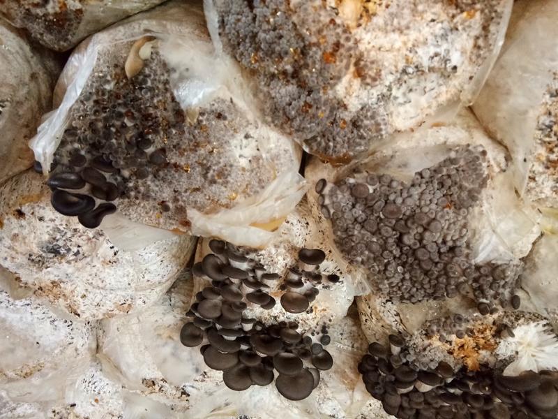 河北精品秀珍小黑平菇产地一手货源质量保证欢迎来电