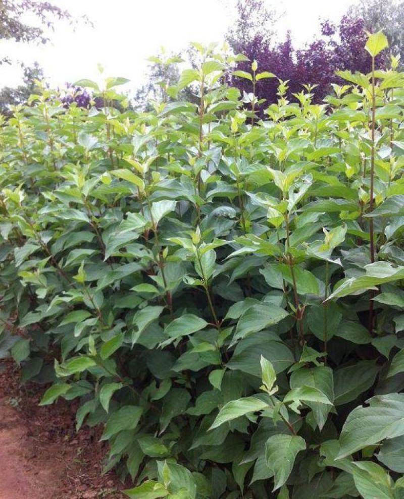 红瑞木树苗红瑞木绿化苗木庭院植物树苗绿化苗工程用苗彩色树