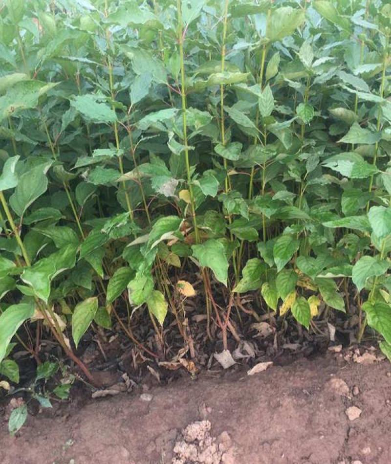 红瑞木树苗红瑞木绿化苗木庭院植物树苗绿化苗工程用苗彩色树