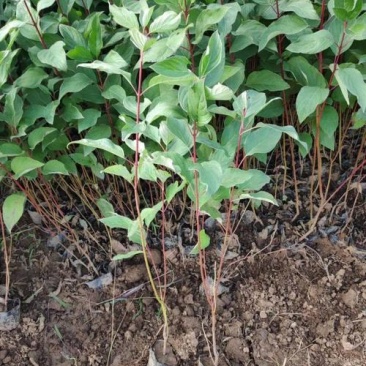 红瑞木树苗红瑞木绿化苗木庭院植物树苗绿化苗工程用苗彩色树
