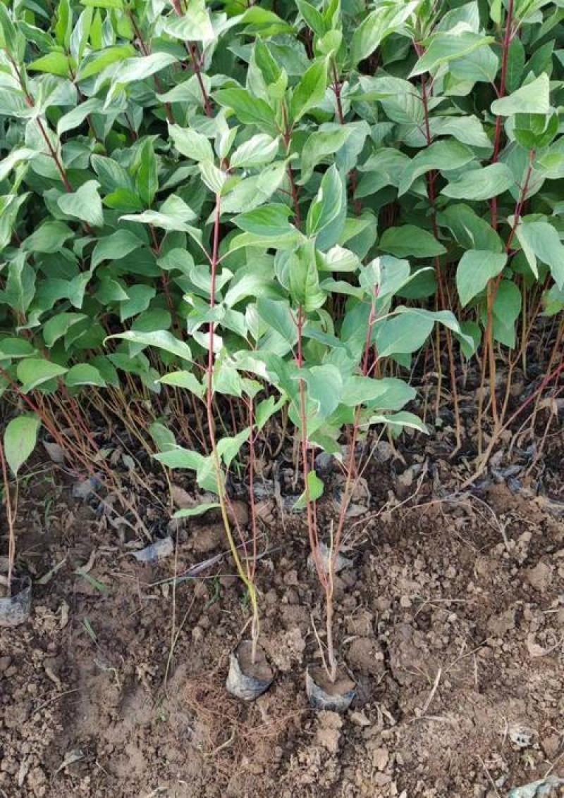 红瑞木树苗红瑞木绿化苗木庭院植物树苗绿化苗工程用苗彩色树