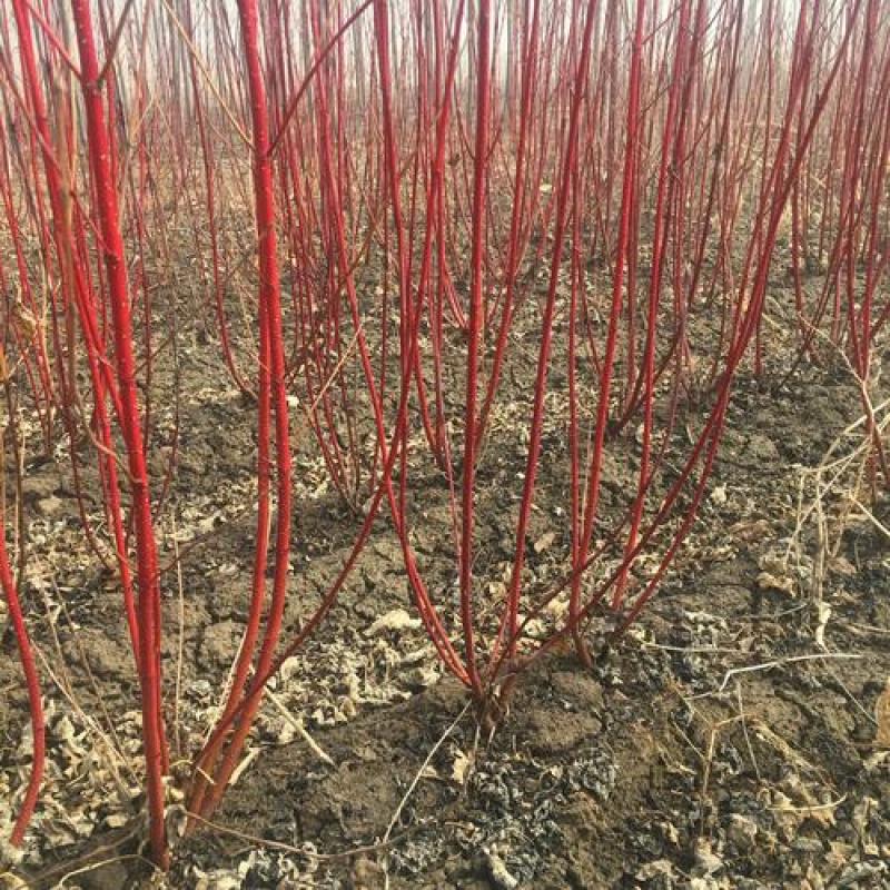 红瑞木树苗红瑞木绿化苗木庭院植物树苗绿化苗工程用苗彩色树