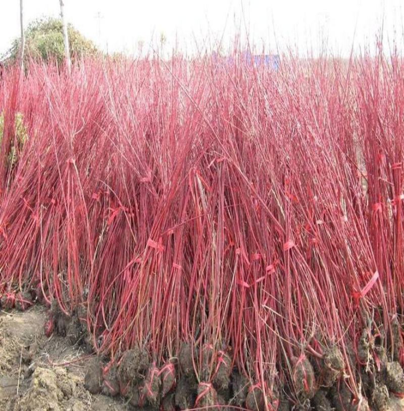 红瑞木树苗红瑞木绿化苗木庭院植物树苗绿化苗工程用苗彩色树
