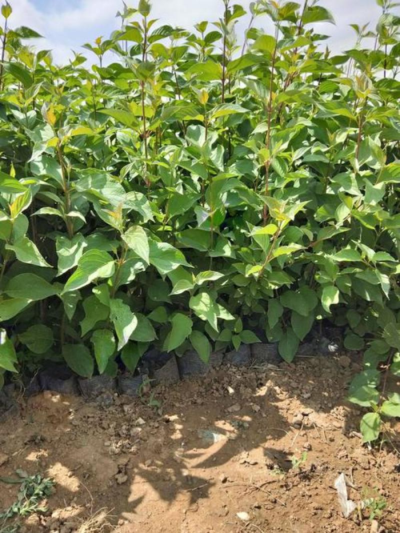 红瑞木树苗红瑞木绿化苗木庭院植物树苗绿化苗工程用苗彩色树