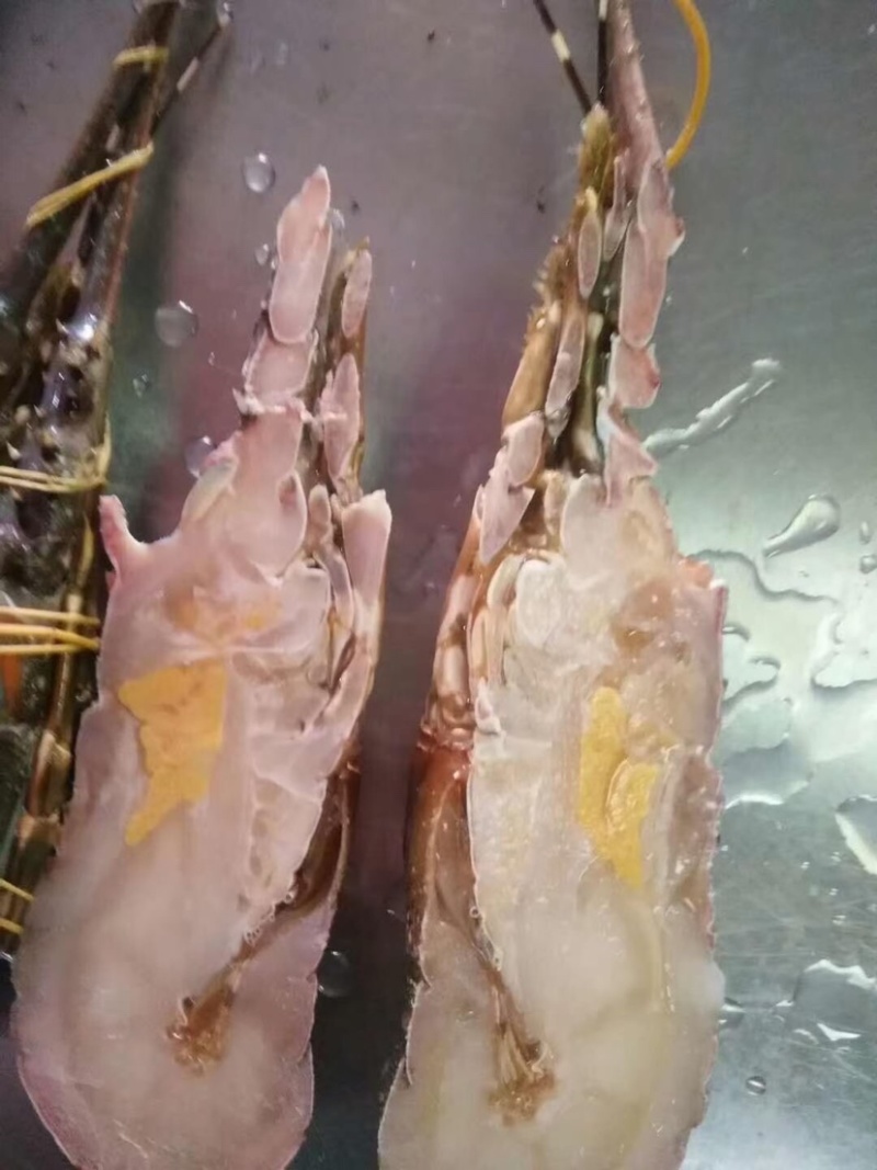 小青龙一手货源100到700都有货