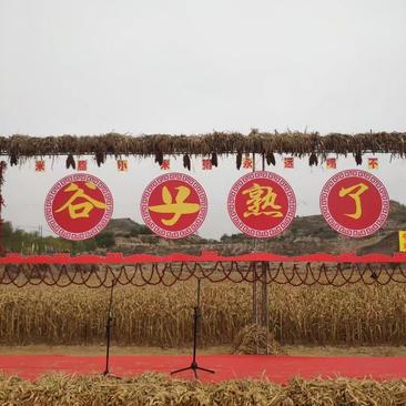 2022年陕北米脂县山地新小米已上线，地理标志性农产品
